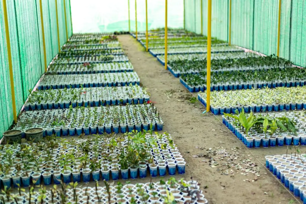 Yaseen Nursery