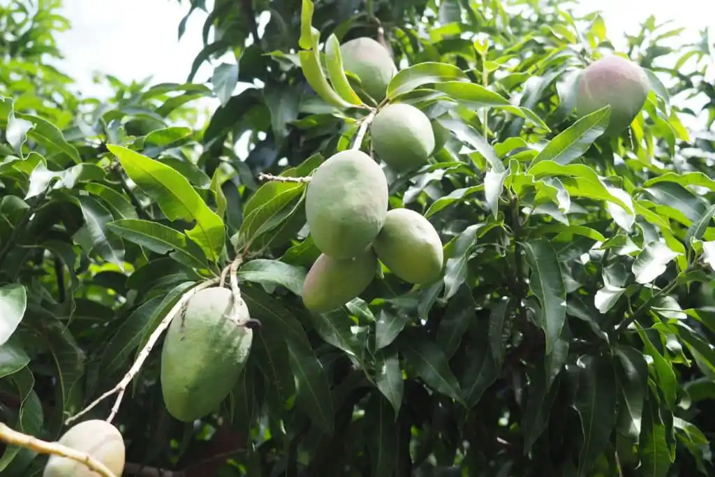 fruit plants