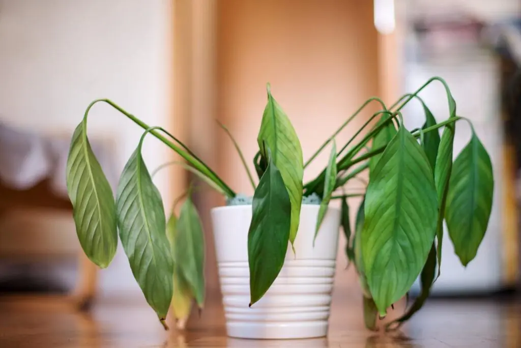 why plants dies