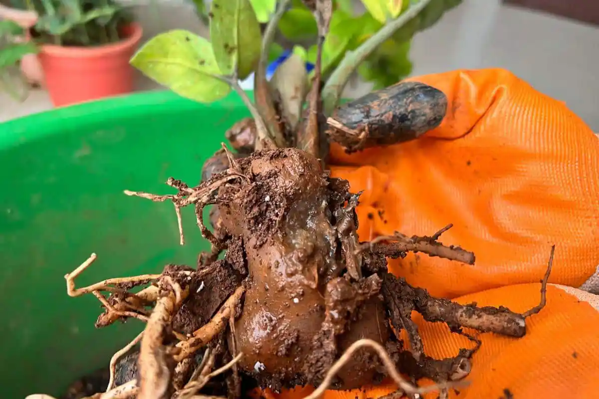 Why Plants Die? 10 Common Reasons And Solutions