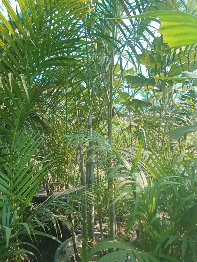 online plant nursery in pakistan