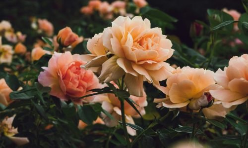 online plant nursery Pakistan