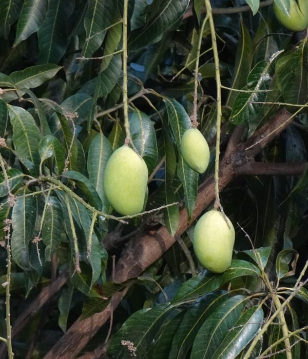 Fruit Plants in Pakistan
