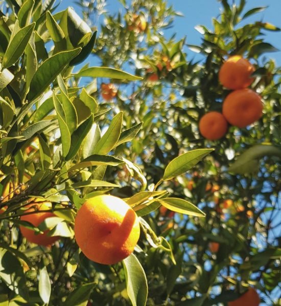 citrus plants