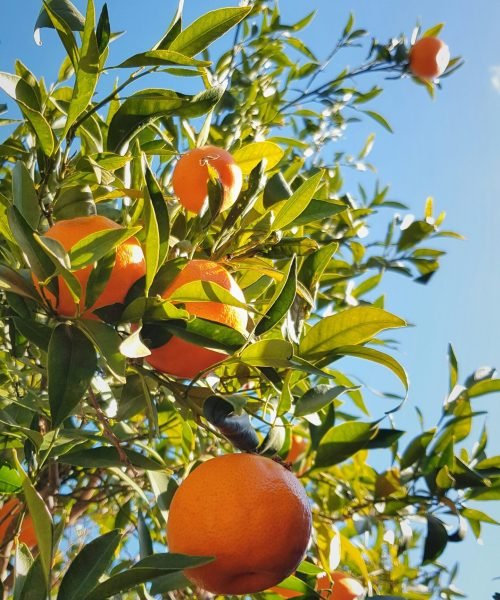 🌿 Benefits of Growing Fruit Plants at Home & Farms