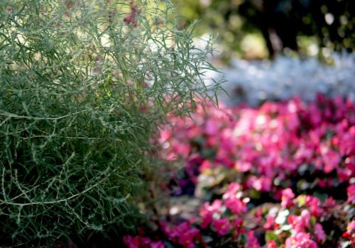 indoor plants in Pakistan