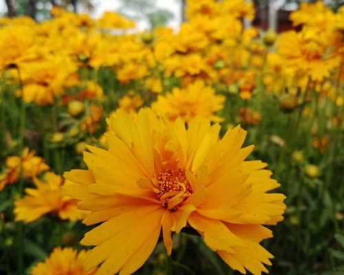 Outdoor Plants for Sale Pakistan