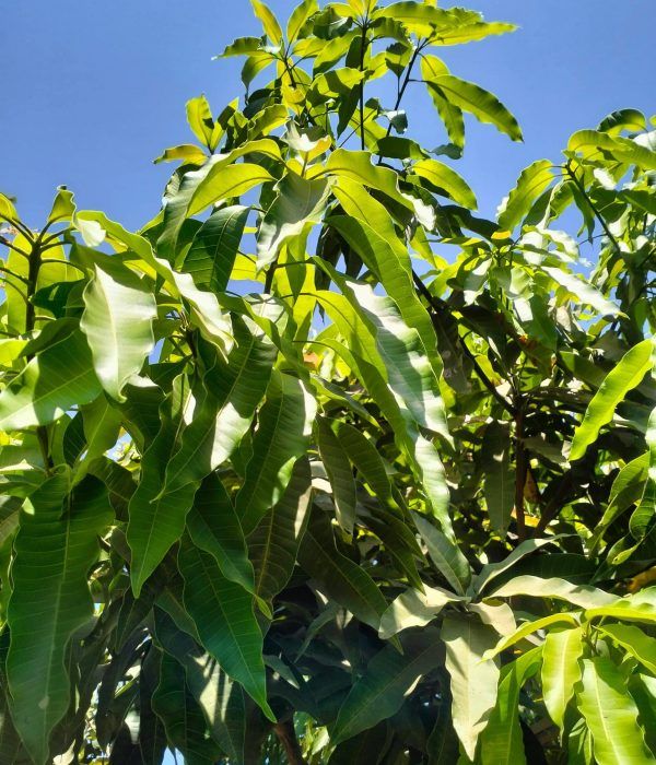 out door plants