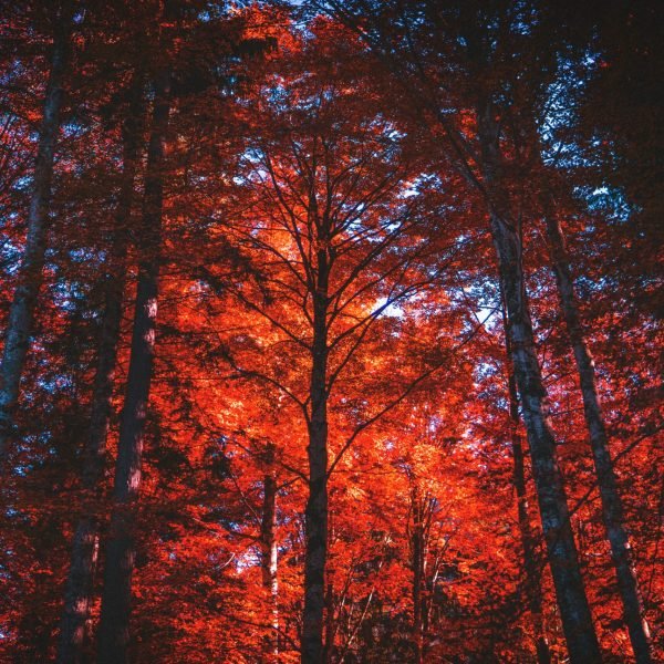 🌳 Trees & Ornamental Plants​